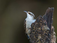 Treecreeper