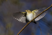 Willow-Warbler