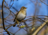 Willow-Warbler