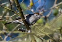 Blackcap (f)