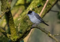 Blackcap (m)