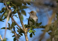 Blackcap (f)