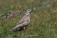 Mistle-Thrush