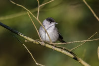 Blackcap (m)