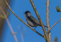 Blackcap (m)