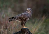 Buzzard