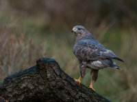 Buzzard