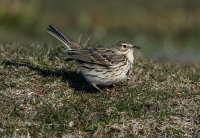 Meadow-Pipit