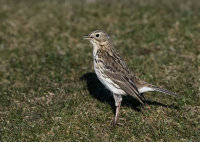 Meadow-Pipit