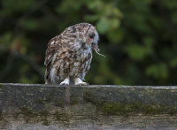 Tawny-Owl