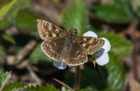 Dingy-Skipper