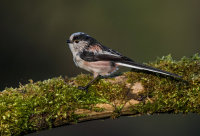 Long-tailed-Tit