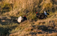 Black-Grouse (m)