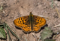 Pearl-bordered-Fritillary