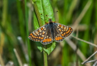 Marsh-Fritillary
