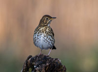 Song-Thrush