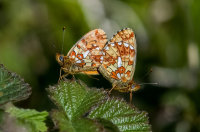 Pearl-bordered-Fritillary