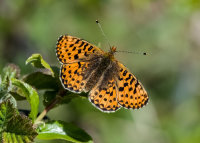 Pearl-bordered-Fritillary