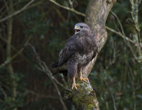 Buzzard