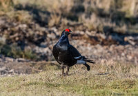 Black-Grouse (m)