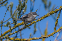 Lesser-Whitethroat