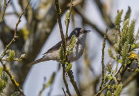 Lesser-Whitethroat