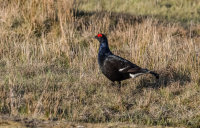 Black-Grouse (m)