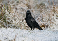 Carrion-Crow