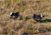 Black-Grouse (m)