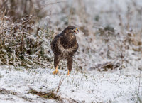 Buzzard