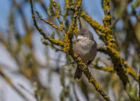 Whitethroat (m)