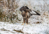 Buzzard