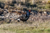 Black-Grouse (m)