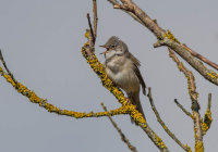 Whitethroat (m)