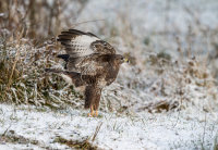 Buzzard
