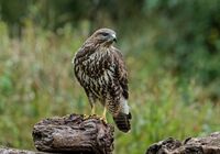 Buzzard