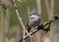 Whitethroat (m)