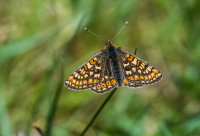 Marsh-Fritillary