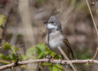 Whitethroat (m)