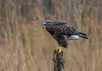 Buzzard