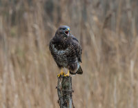 Buzzard