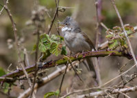 Whitethroat (m)
