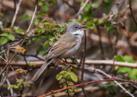 Whitethroat (m)