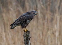 Buzzard