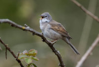 Whitethroat (m)