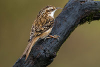 Treecreeper