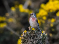 Linnet (m)