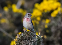 Linnet (m)