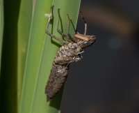 Dragonfly-Larval-Skin