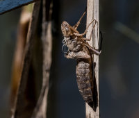Dragonfly-Larval-Skin